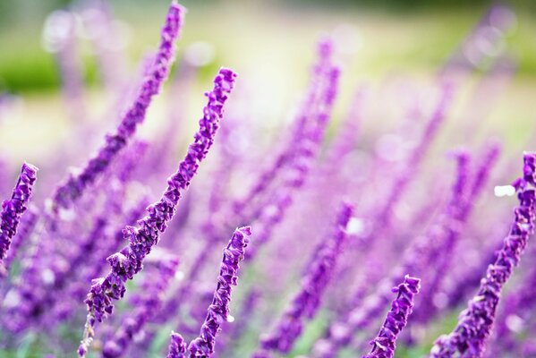 Macro shooting of purple wildflowers