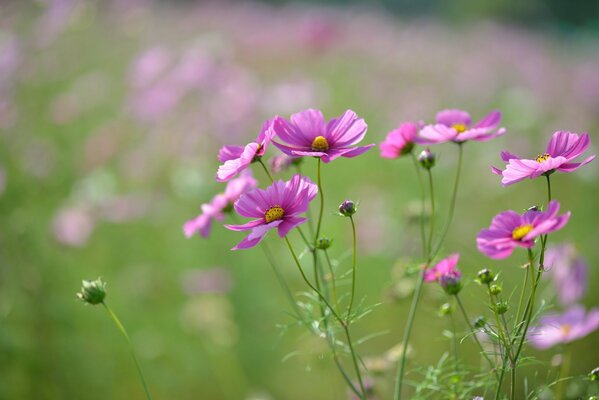 Delicate pink-purple flowers