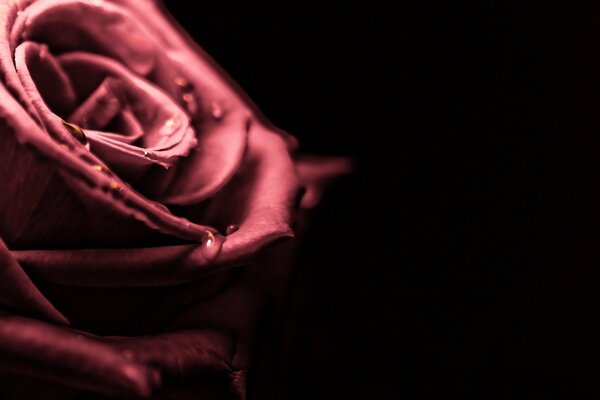 Drops of water on scarlet rose petals