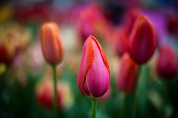 Rote Tulpen mit unscharfen Hintergründen