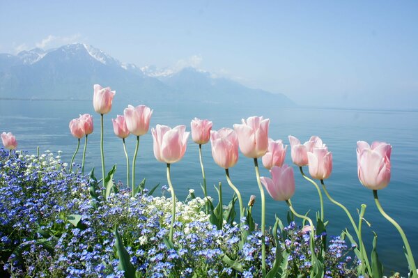 Fleurs sur fond de montagne et de mer