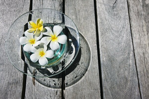 Plumeria bianca in vaso di vetro sul pavimento di legno