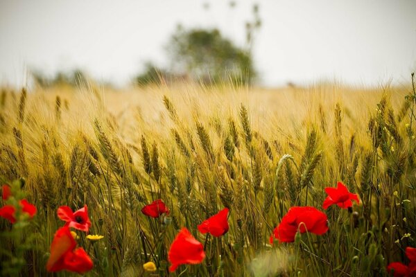 Rote Mohnblumen in einem Feld unter Weizen