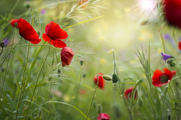 Campo de verano con amapolas rojas