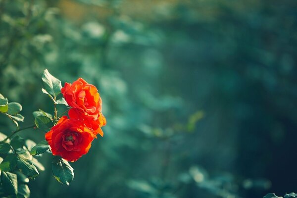 Two delicate rosehip flowers