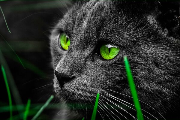 Green-eyed black cat in the grass