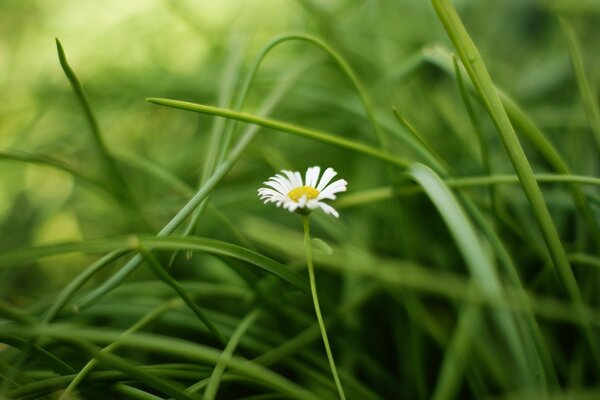 A lonely daisy in a green field