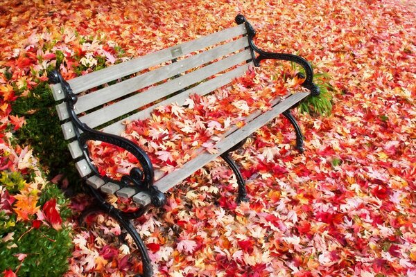 The bench in the park is strewn with red leaves