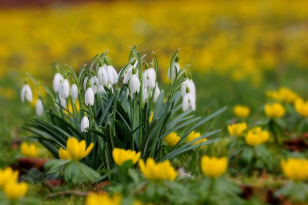 Snowdrops in a glade of yellow flowers