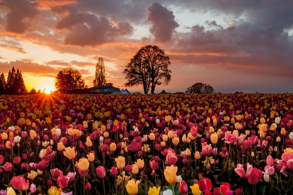Campo de tulipanes en el fondo de la puesta de sol