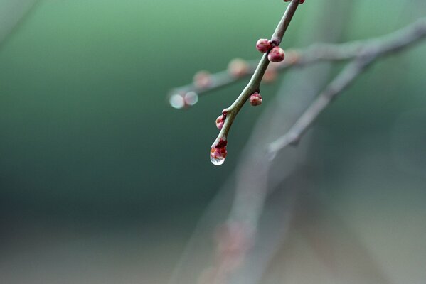 Dew on tree branches in spring