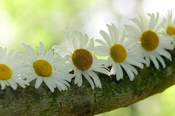 Beoe chamomile on a tree branch