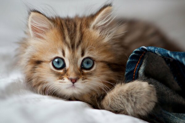 Poilu beau chaton aux yeux bleus