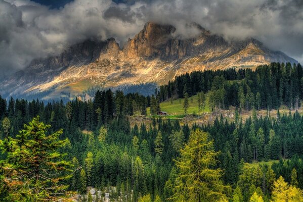 Natura in estate, cottage nella fitta foresta