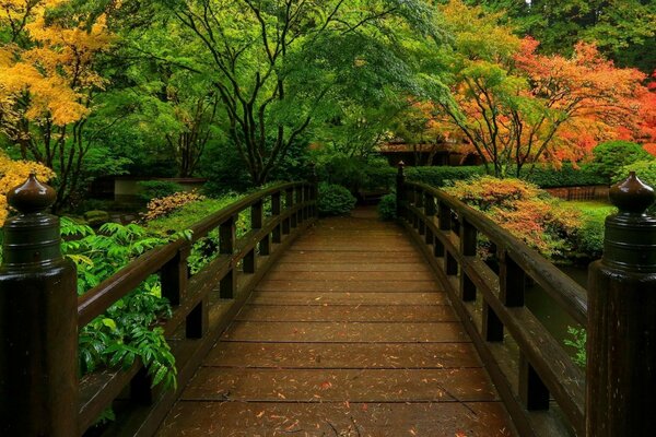 Ponte su uno stagno nel parco tra alberi colorati