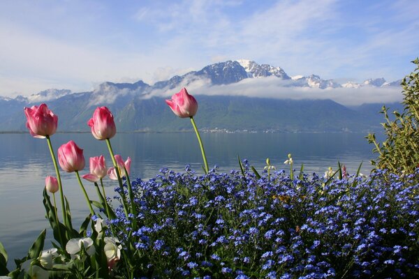Tulipany na tle góry i jeziora