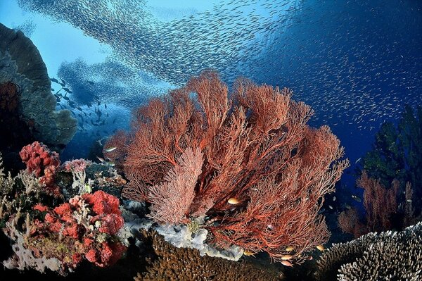 In the sea on a coral reef, fish dance a blue ballet