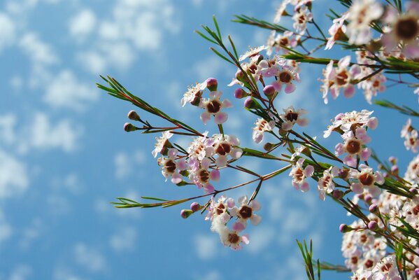 Pequeñas flores Rosadas contra el cielo