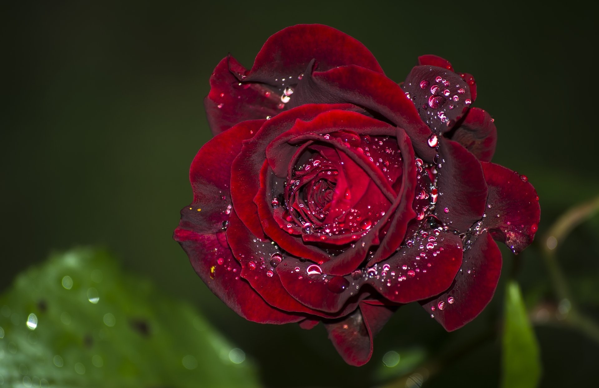 rosa terciopelo brote gotas macro