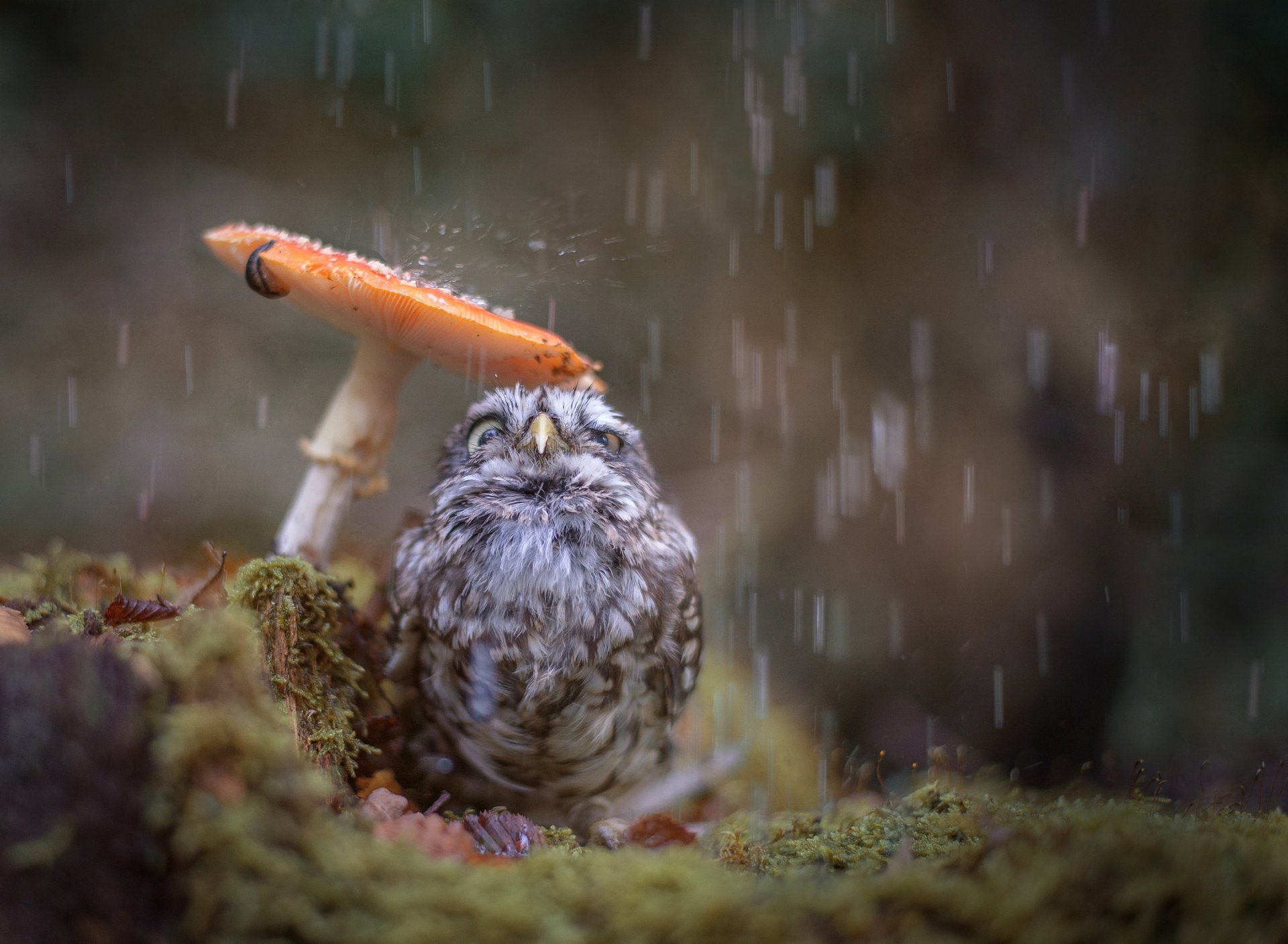 eule huhn vogel regen pilz