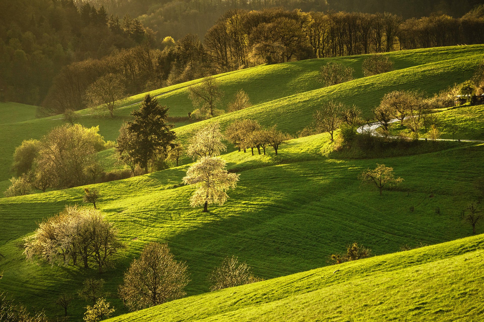 nature spring hills trees flowering