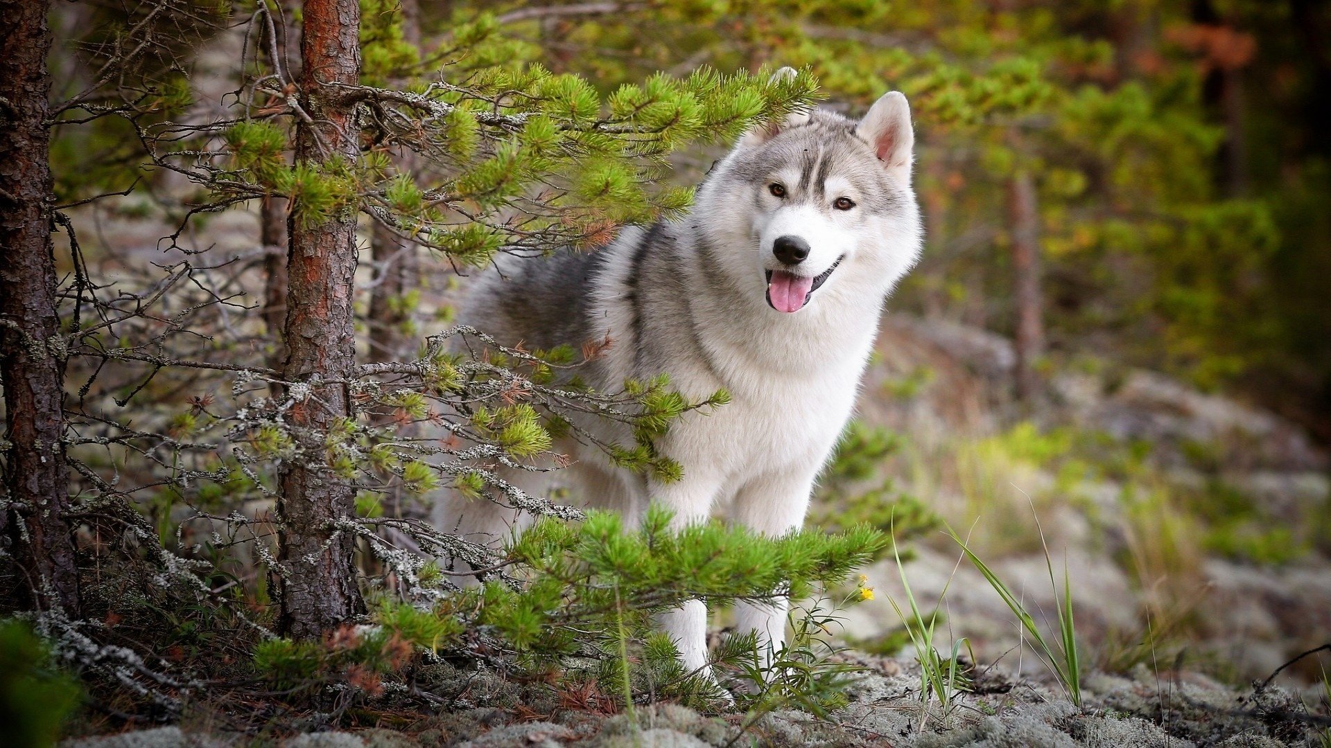 husky natura las pies przyjaciel