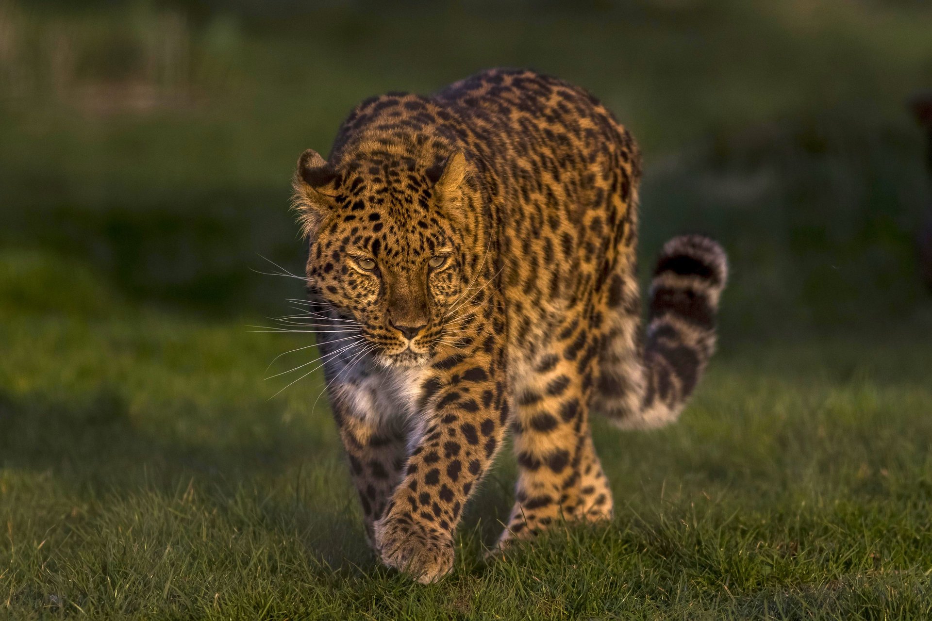 the far eastern leopard the amur leopard leopard wild cat handsome