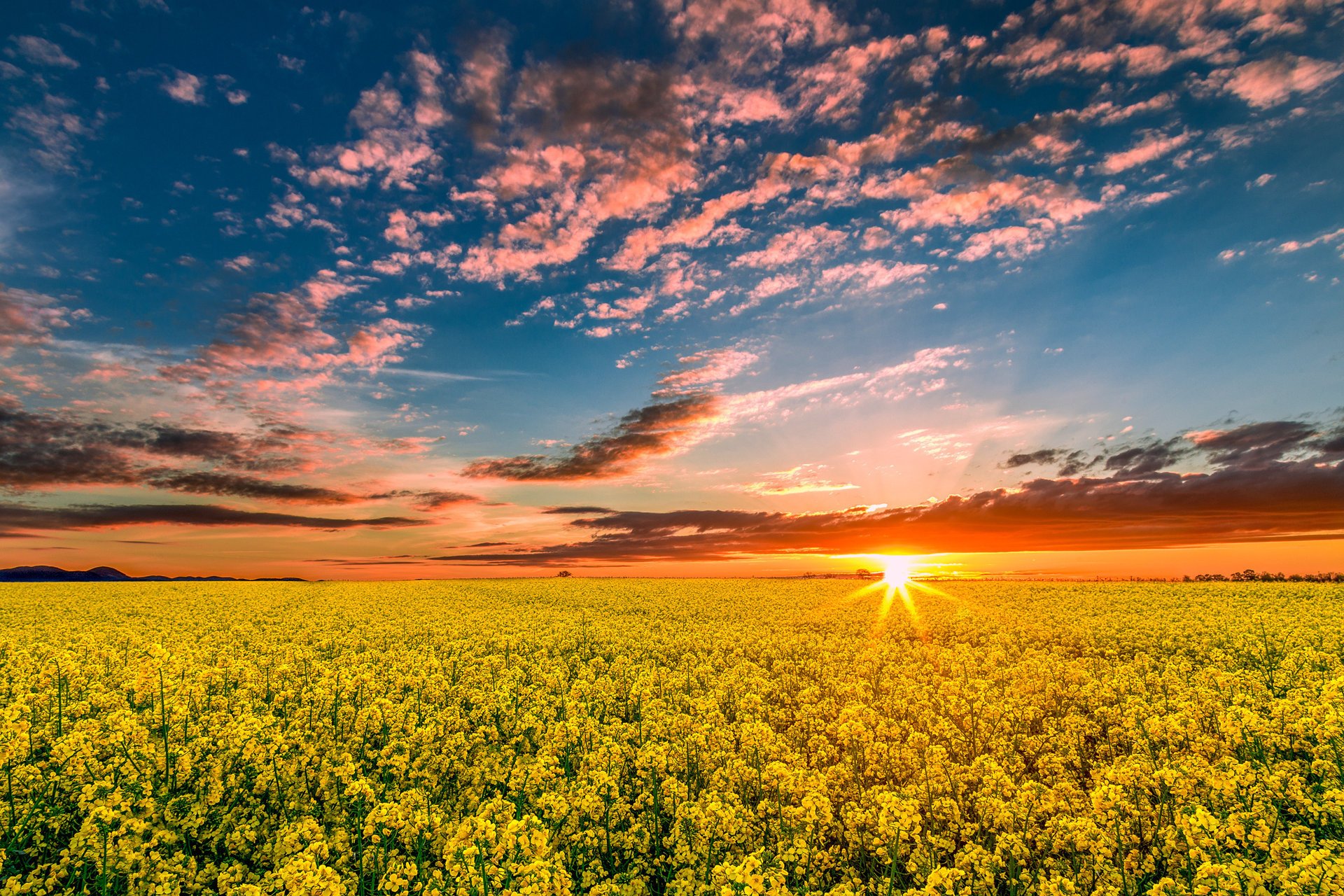 natur frühling feld raps sonnenuntergang sonne strahlen himmel wolken