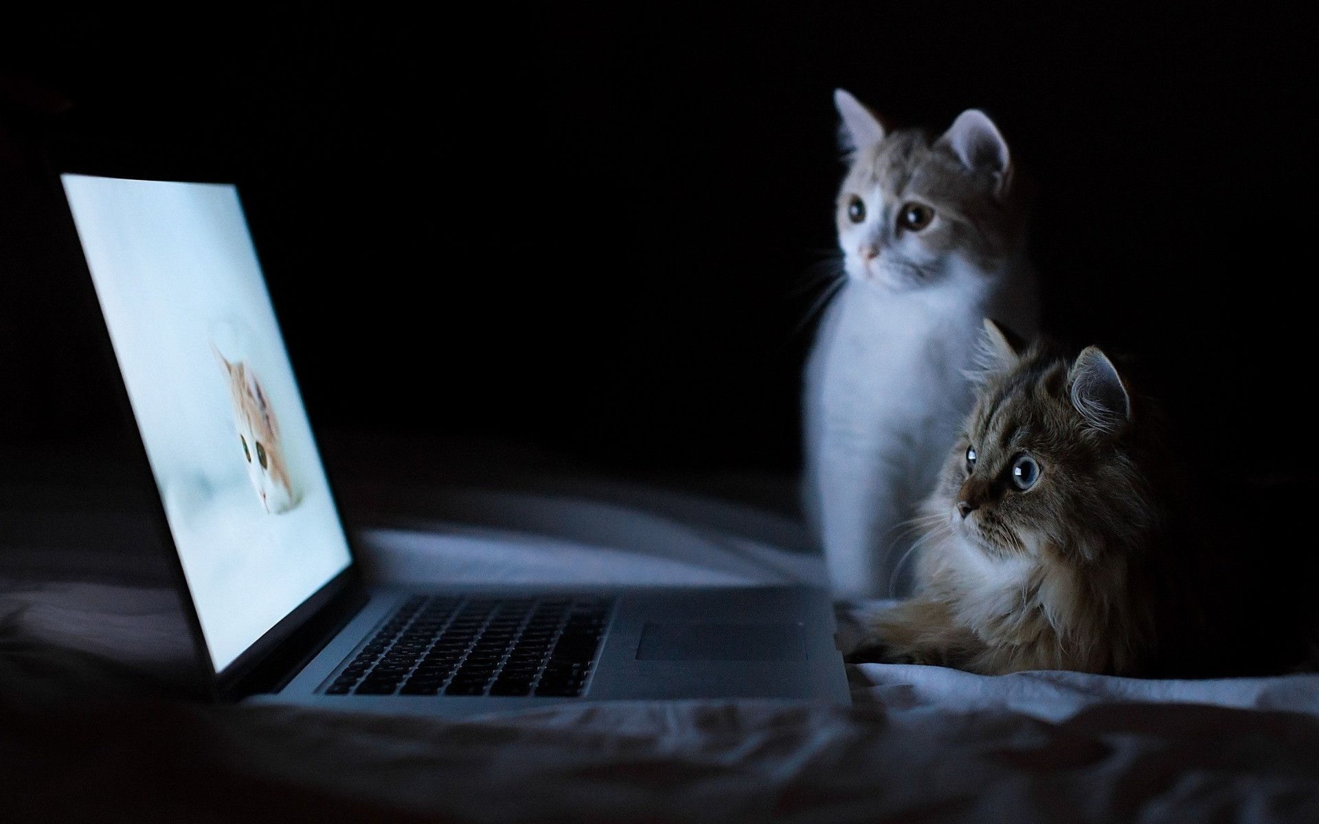 chats ordinateur portable fond sombre