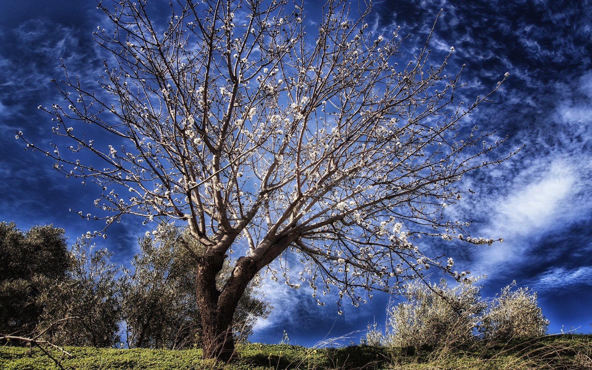 árbol floración azul cielo primavera