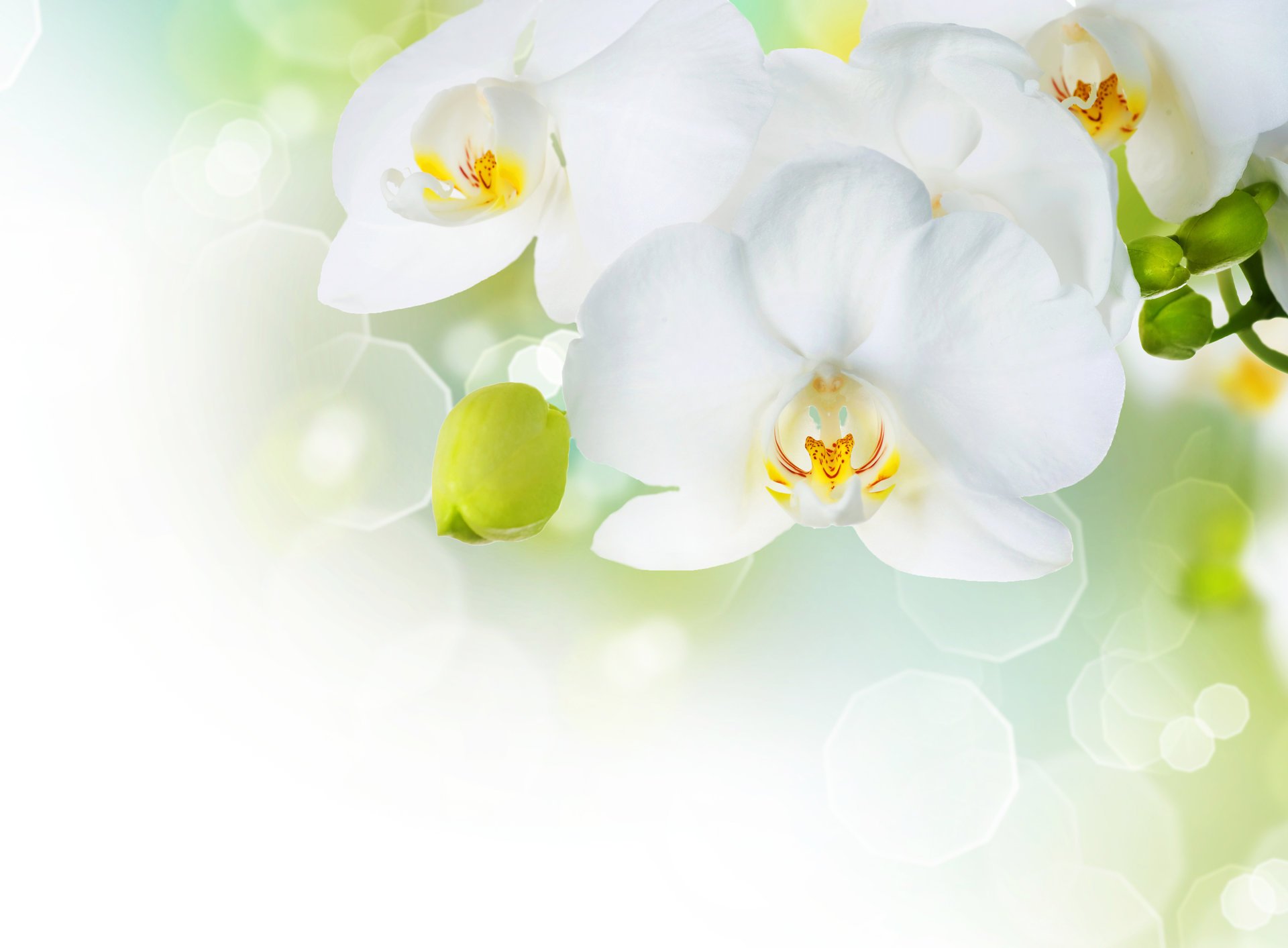 flowers white phalaenopsis flowers tenderness petals beauty branch orchid