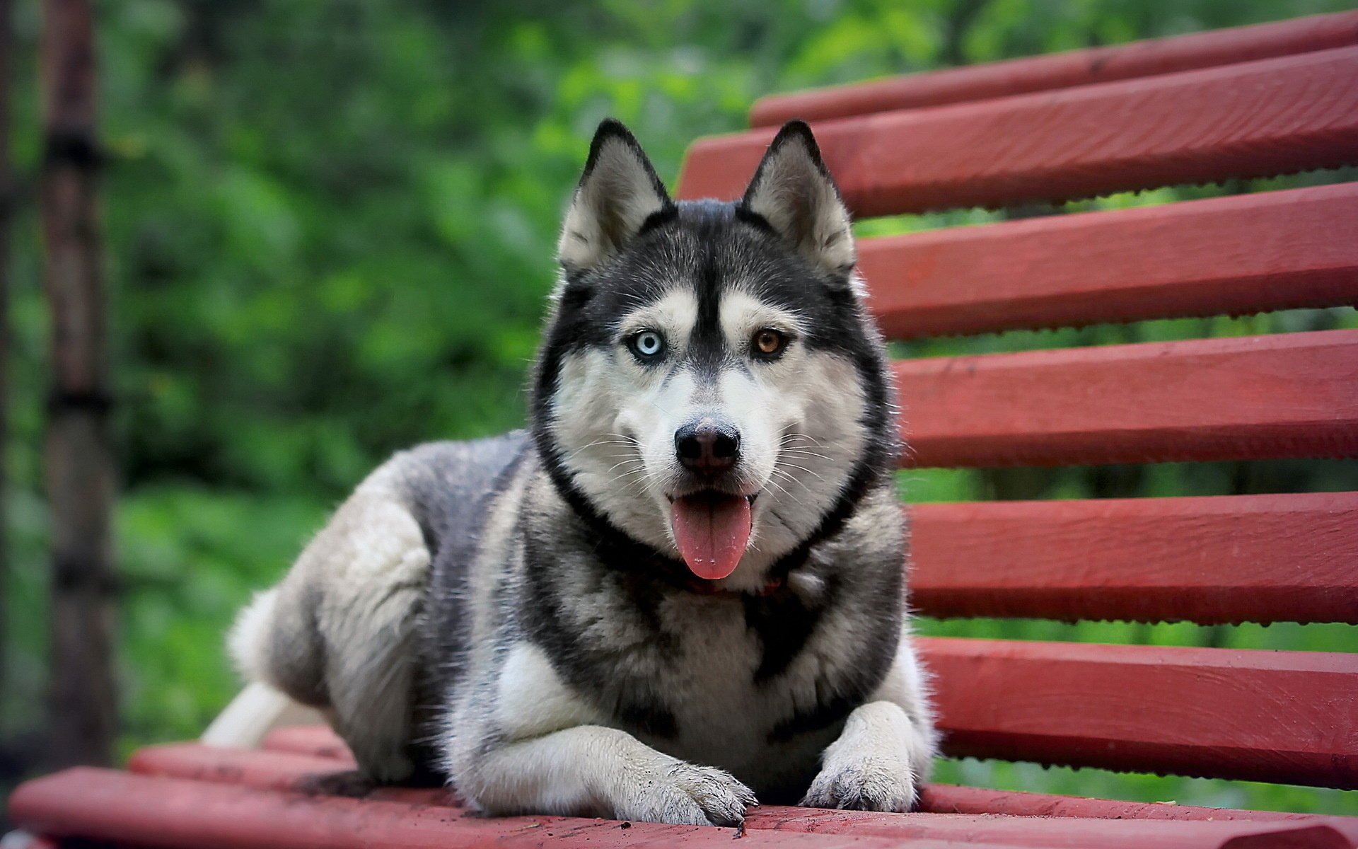 beauté photo ami chien husky