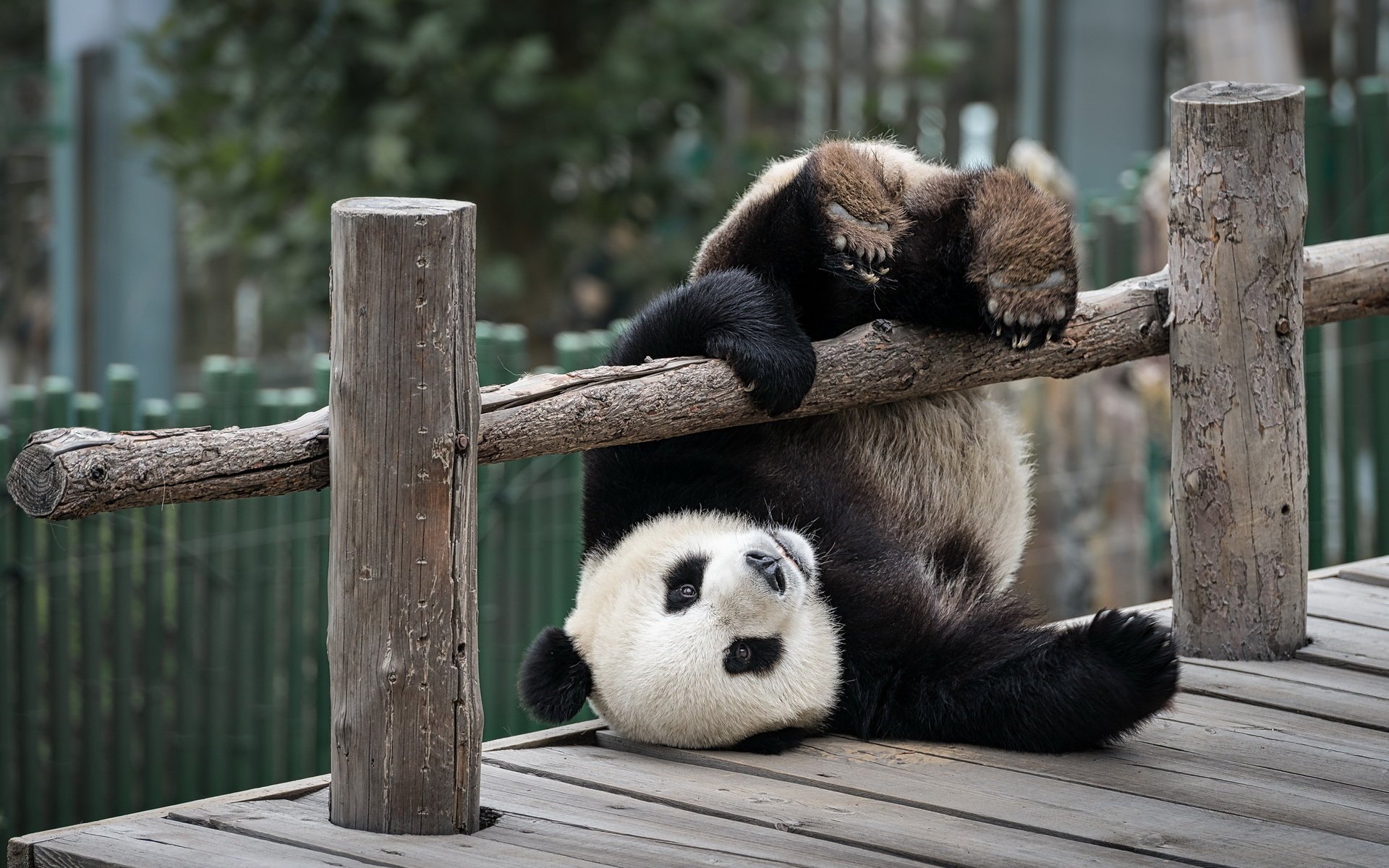 panda niedźwiedź zoo