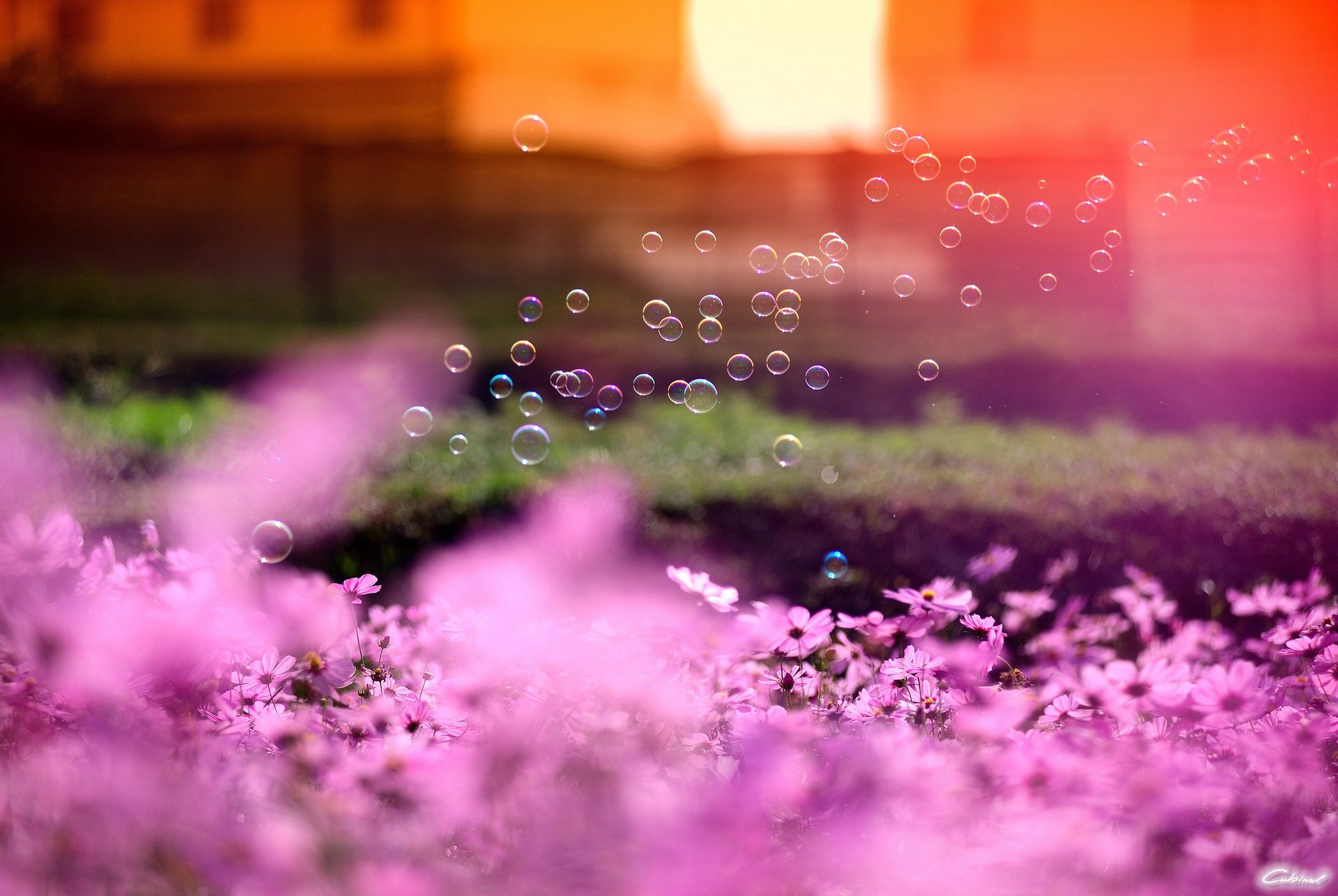 cosmea trucco bolle di sapone rosa fiori sole