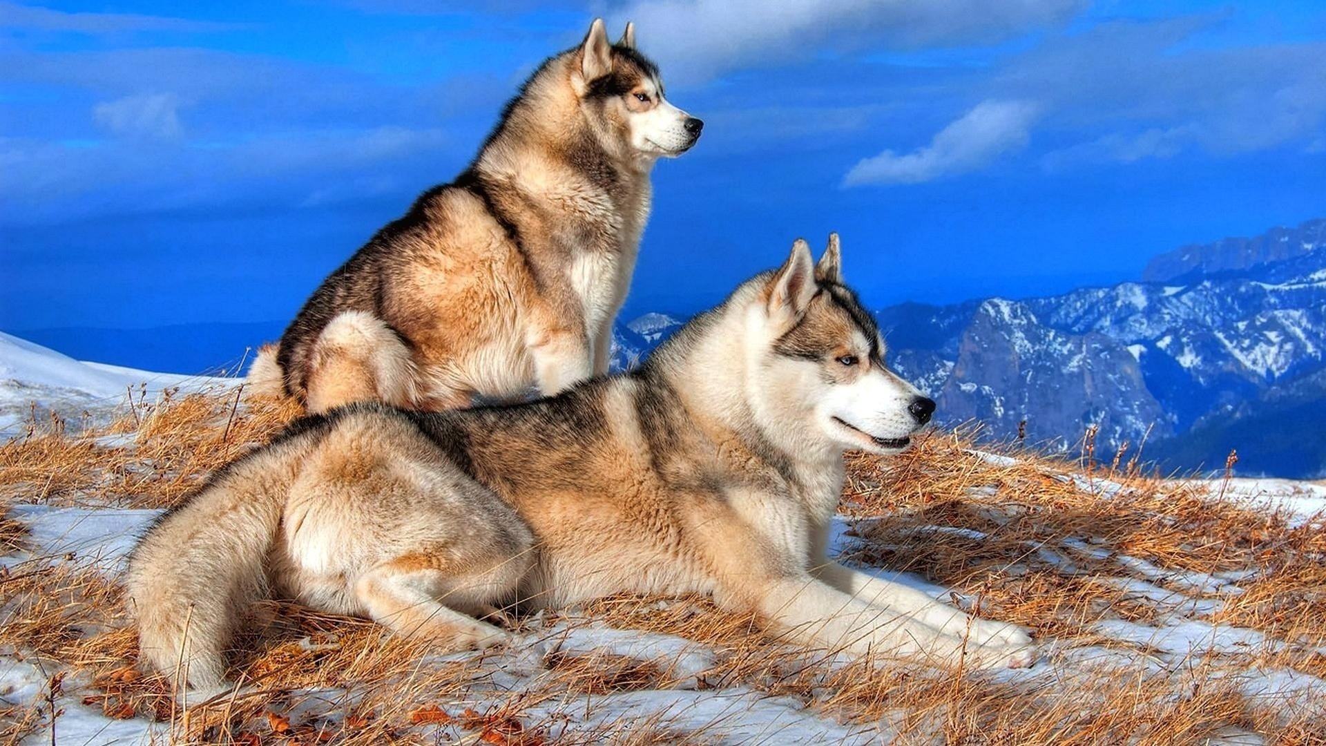 husky mountains nature winter pair dog