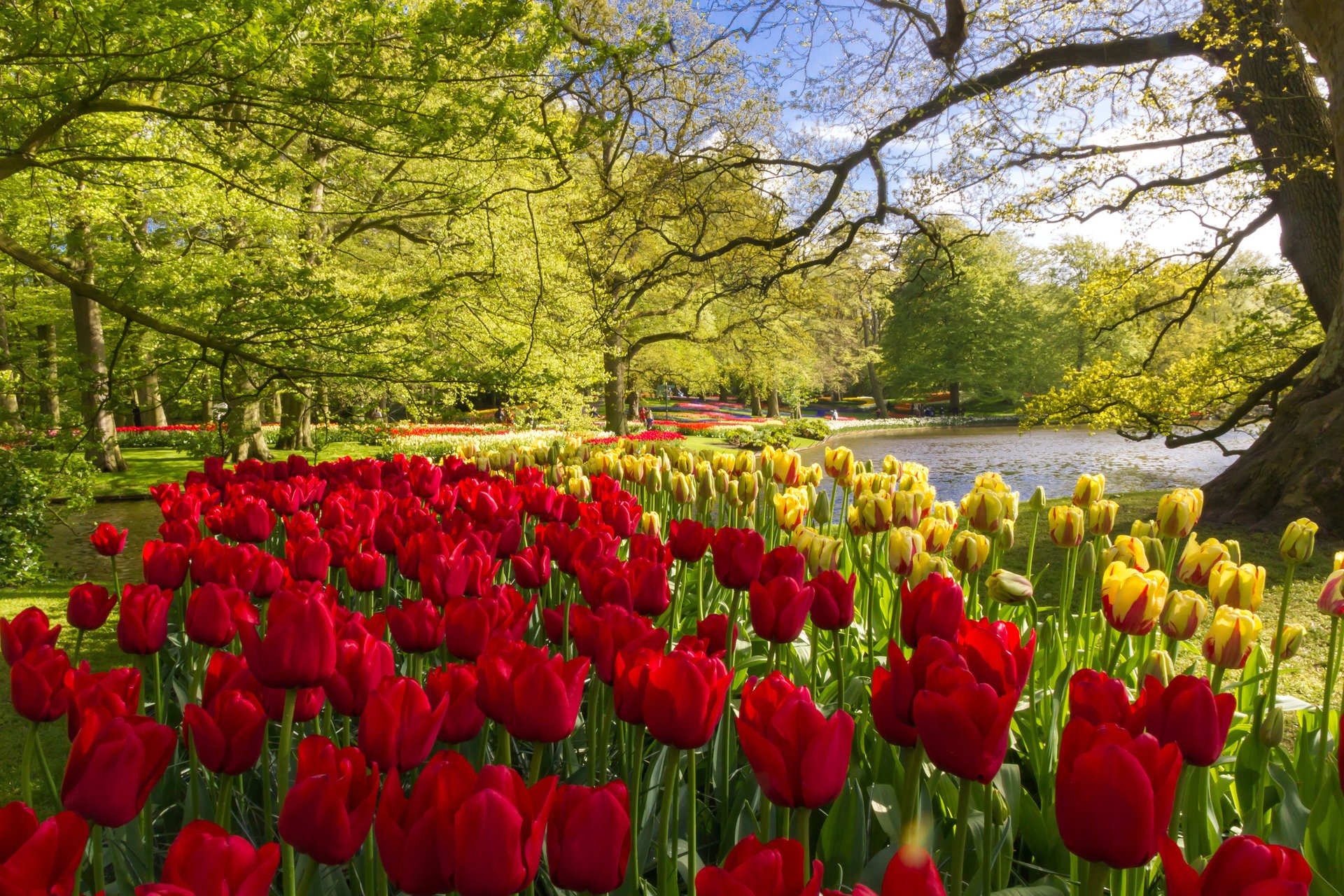 fleurs photo parc pays-bas printemps tulipes touristes