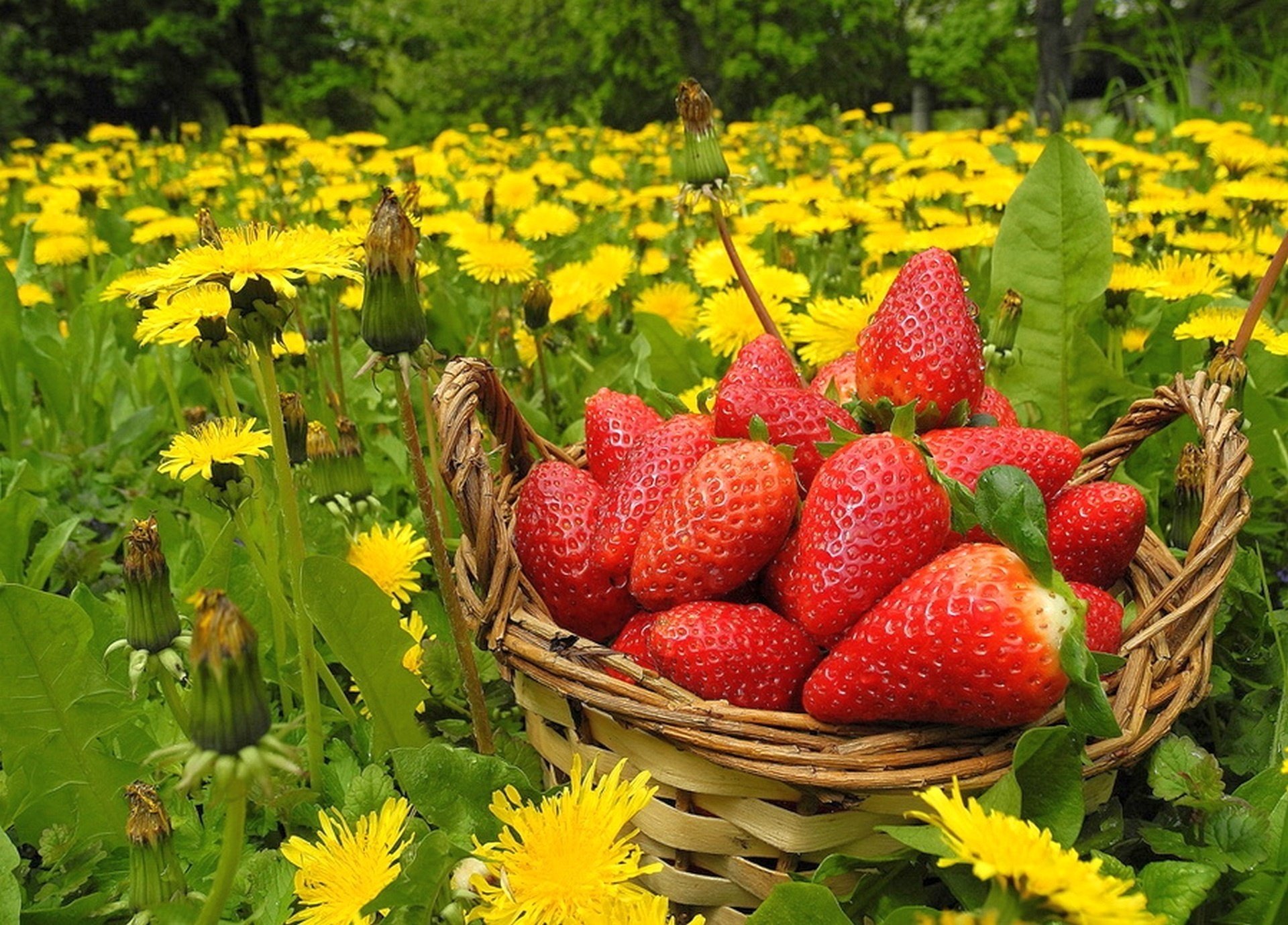 blumen erdbeeren korb