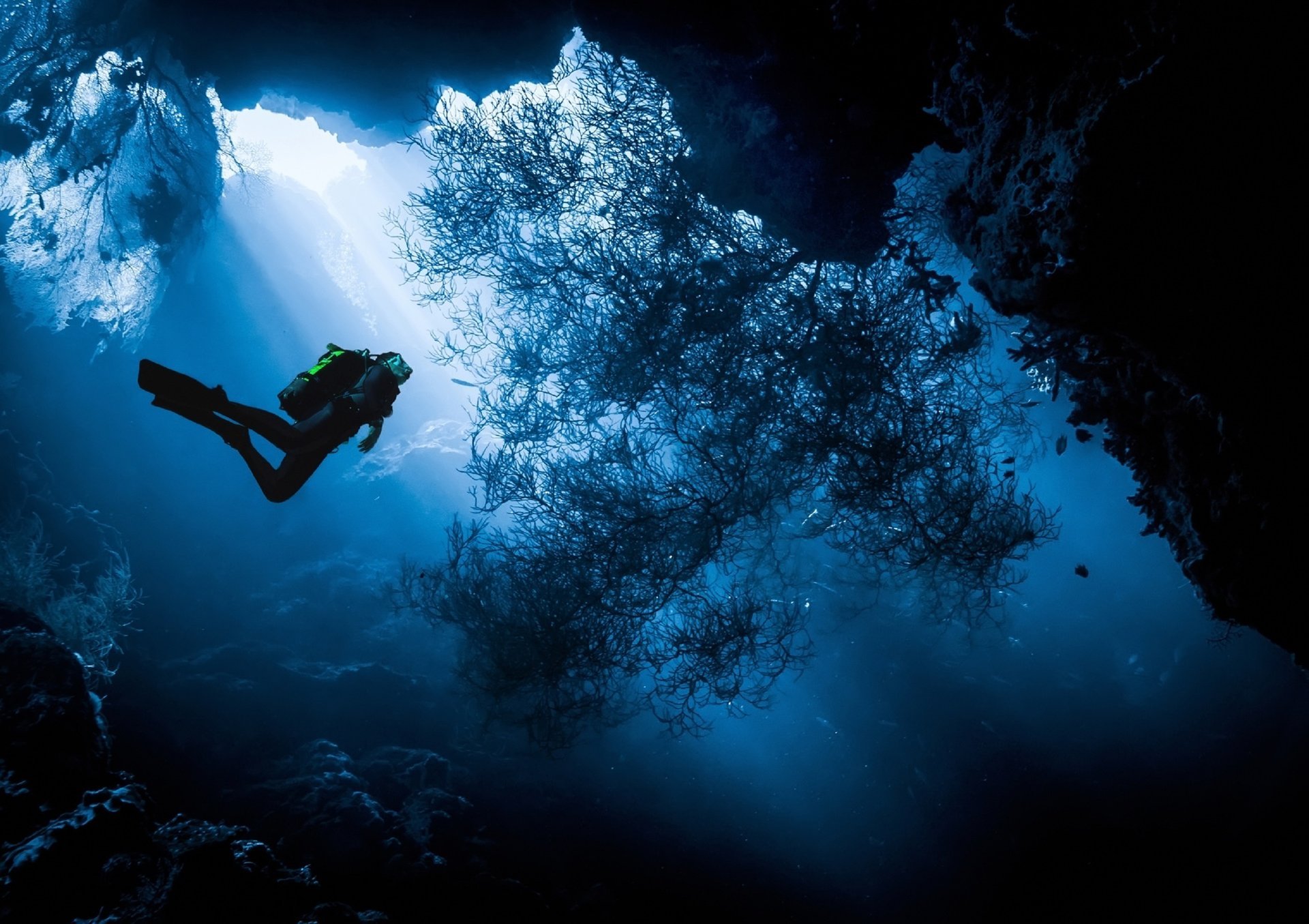 menjangan island indonesia diving