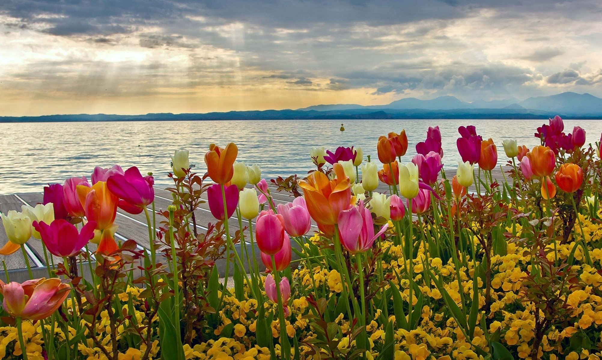 blumen natur frühling blumenbeet see berge tulpen