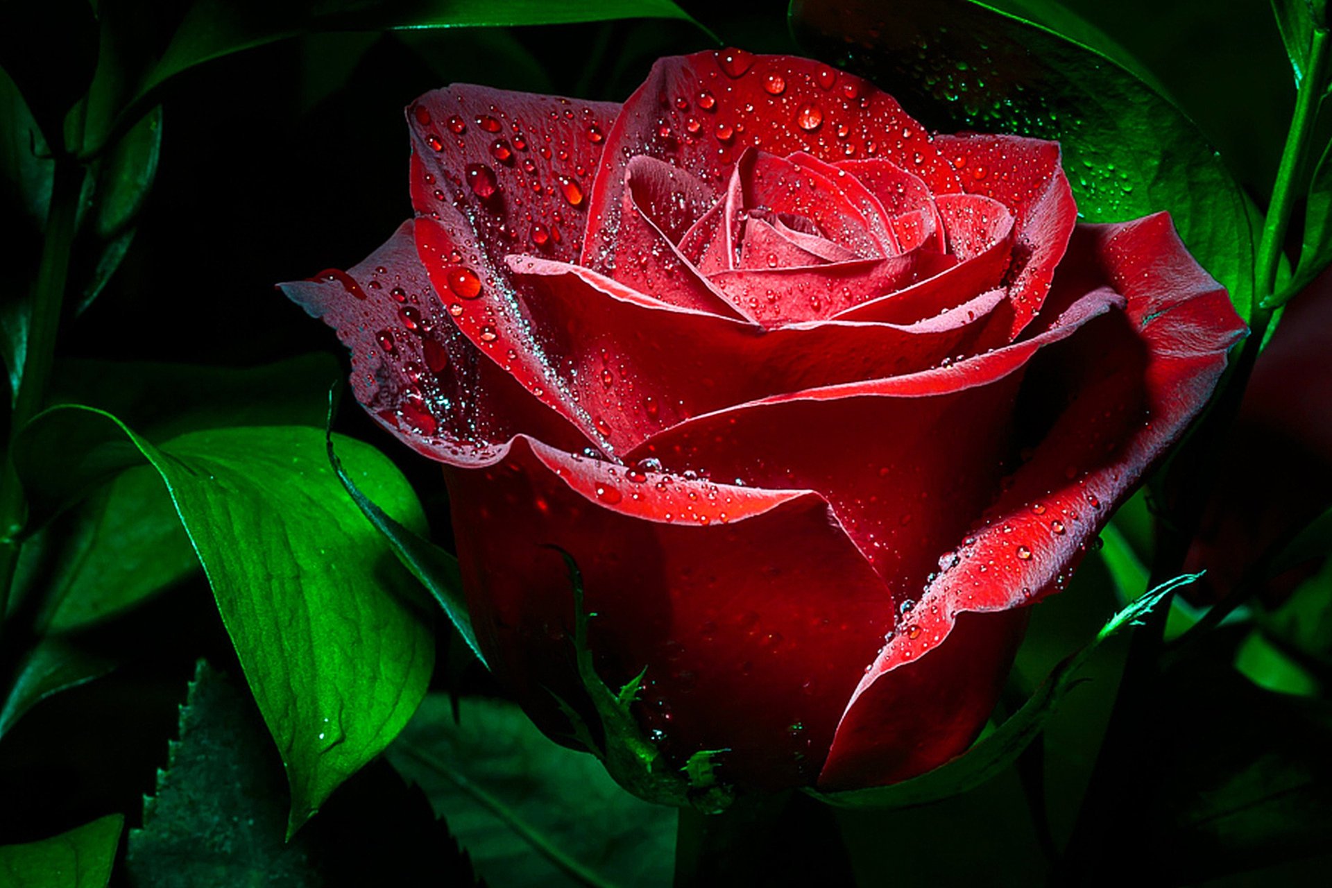 Розы красивое видео. Красивые розы. Красные розы.