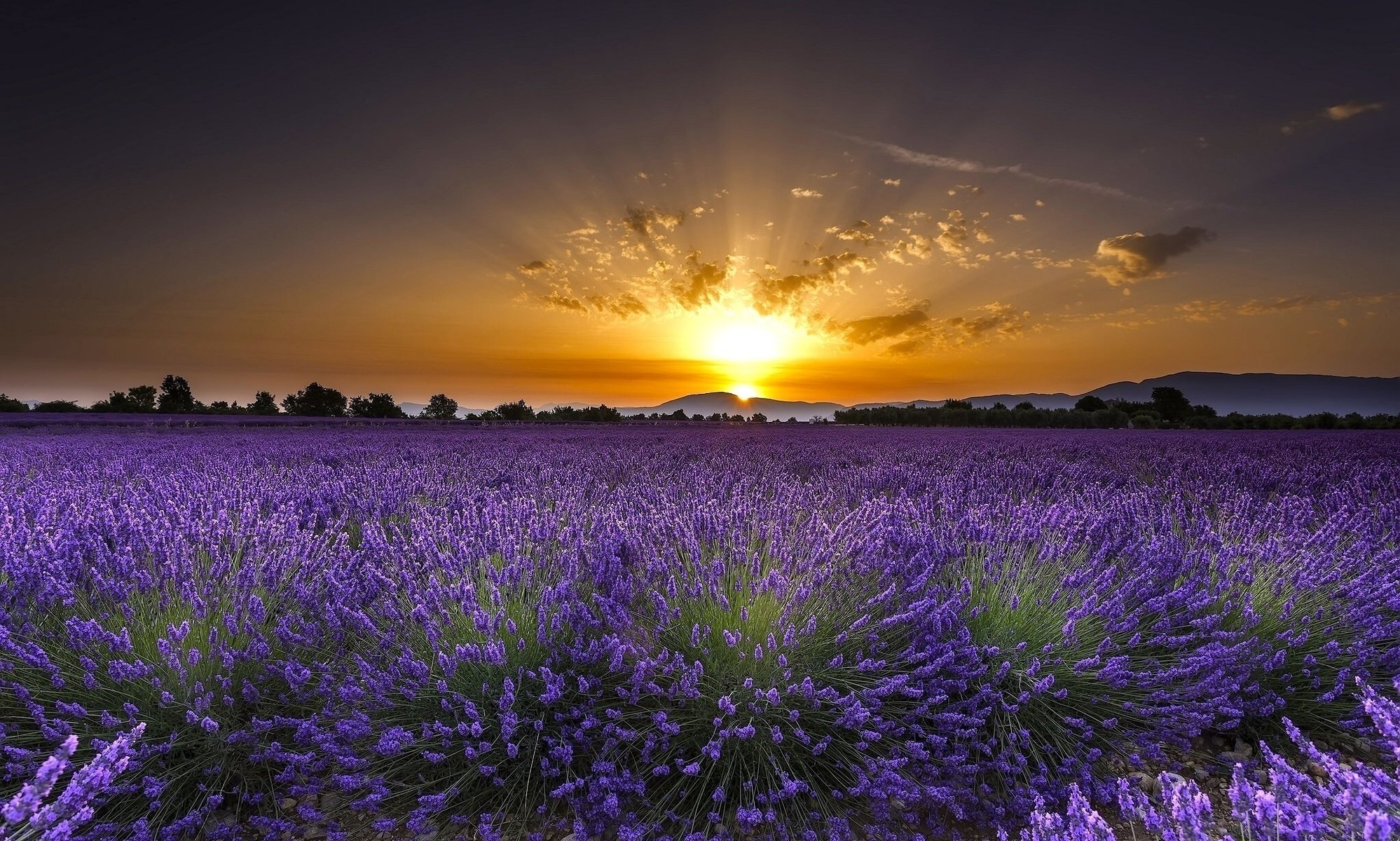 lavande fleurs paysage