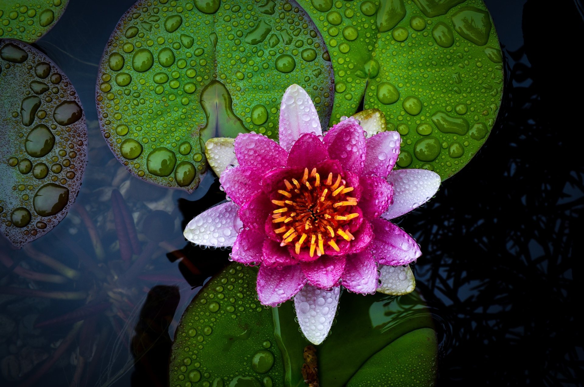 flower water lotus drops beautiful