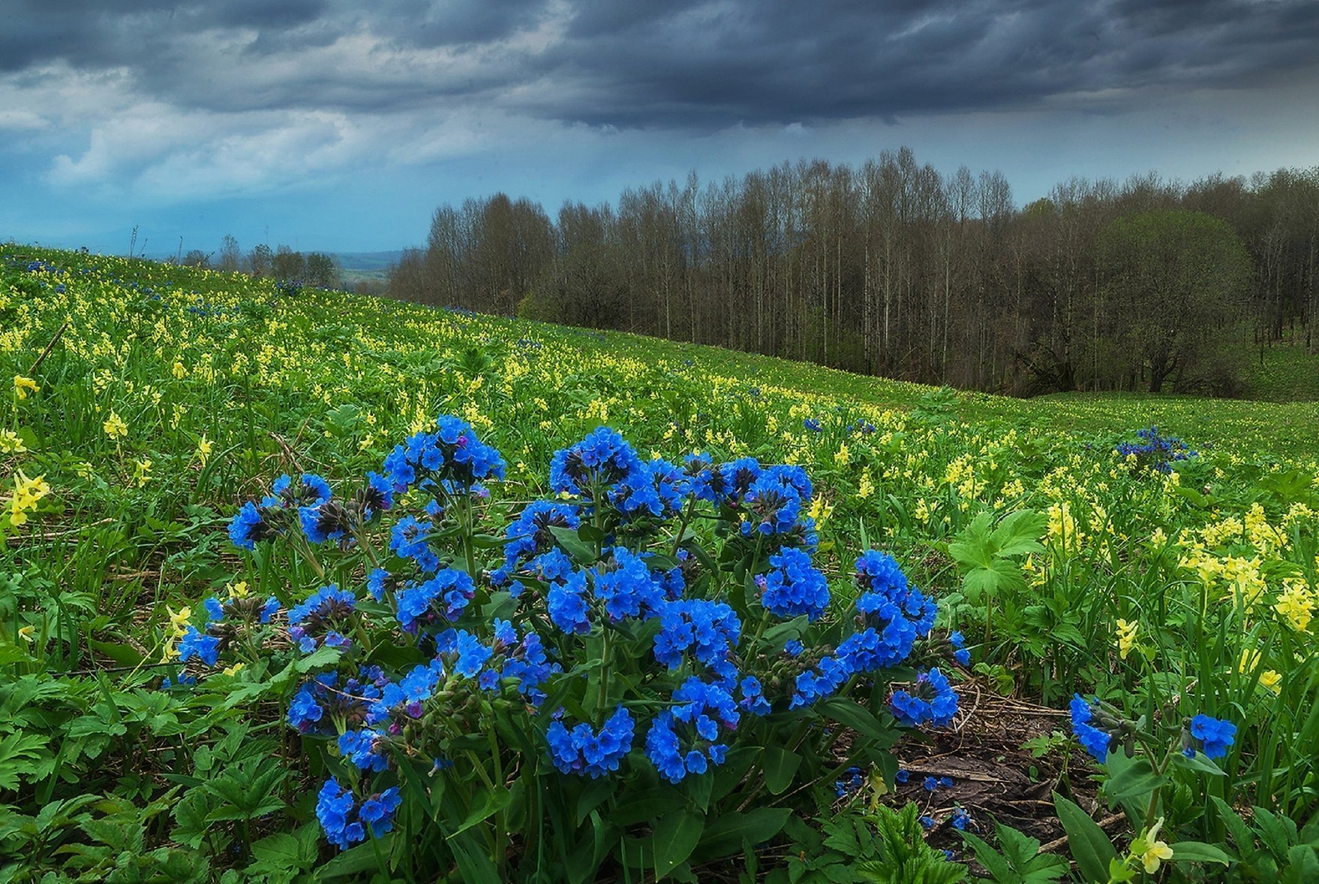 altai medunice ausläufer sibirien frühling