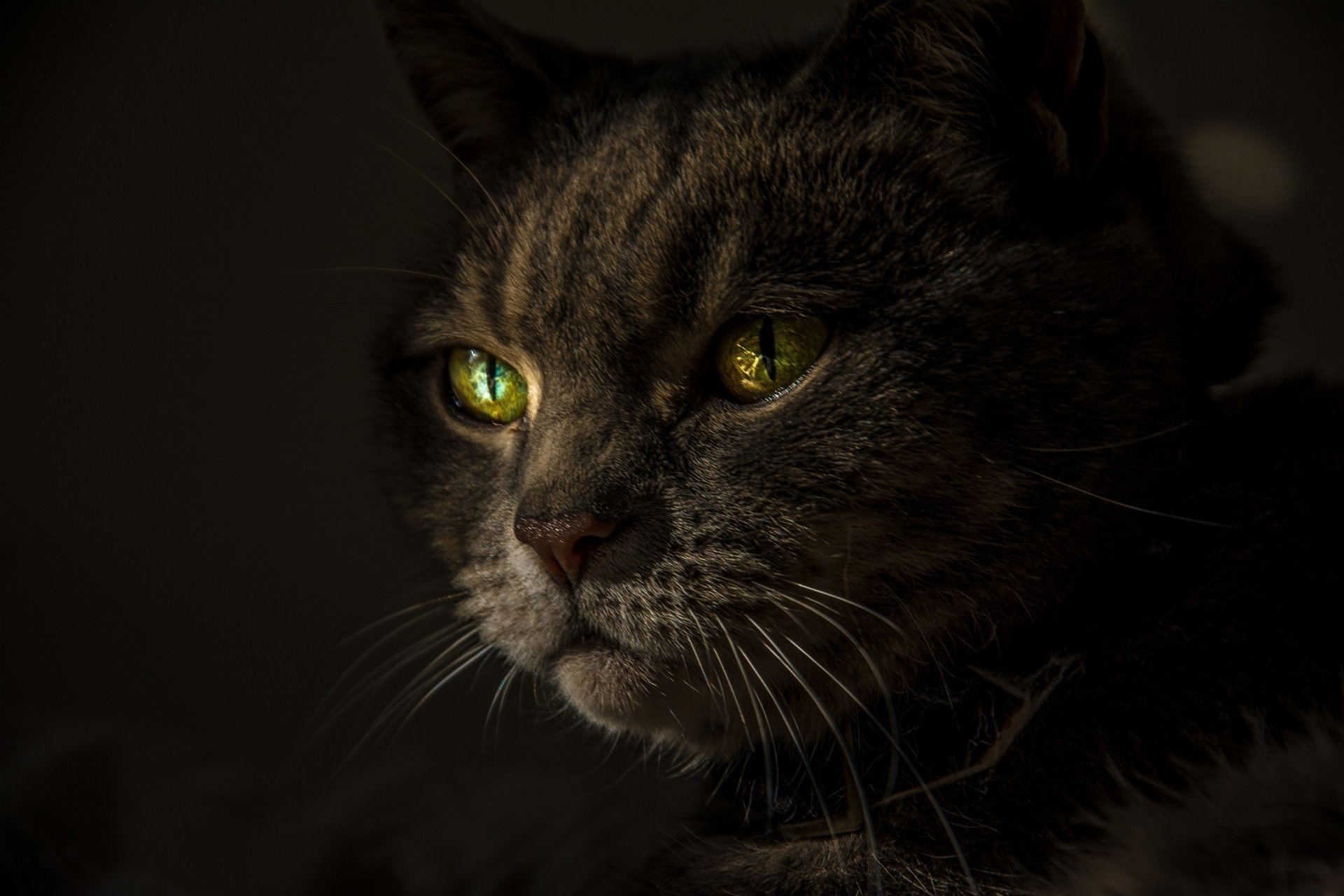 gato ojos verdes mirada bigote