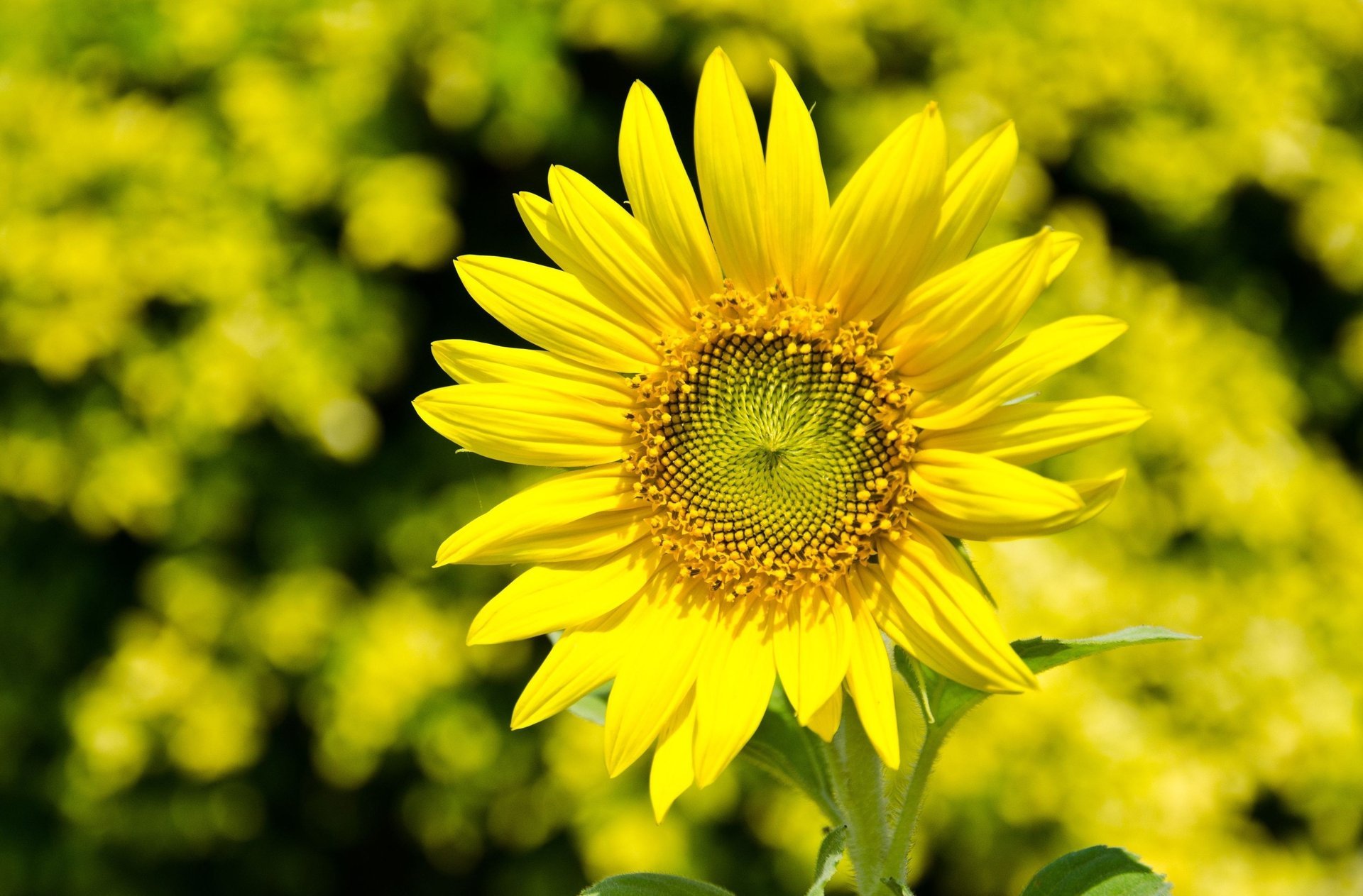 sonnenblume blumen gelb blütenblätter blümchen unschärfe