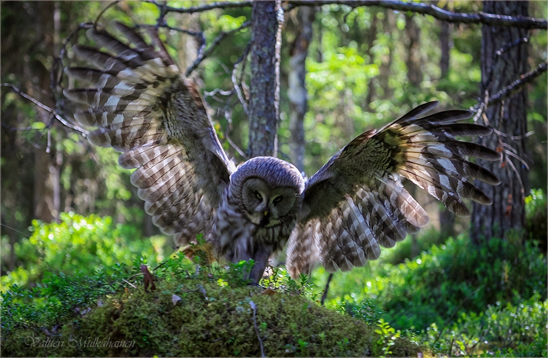 owl bird forest nature