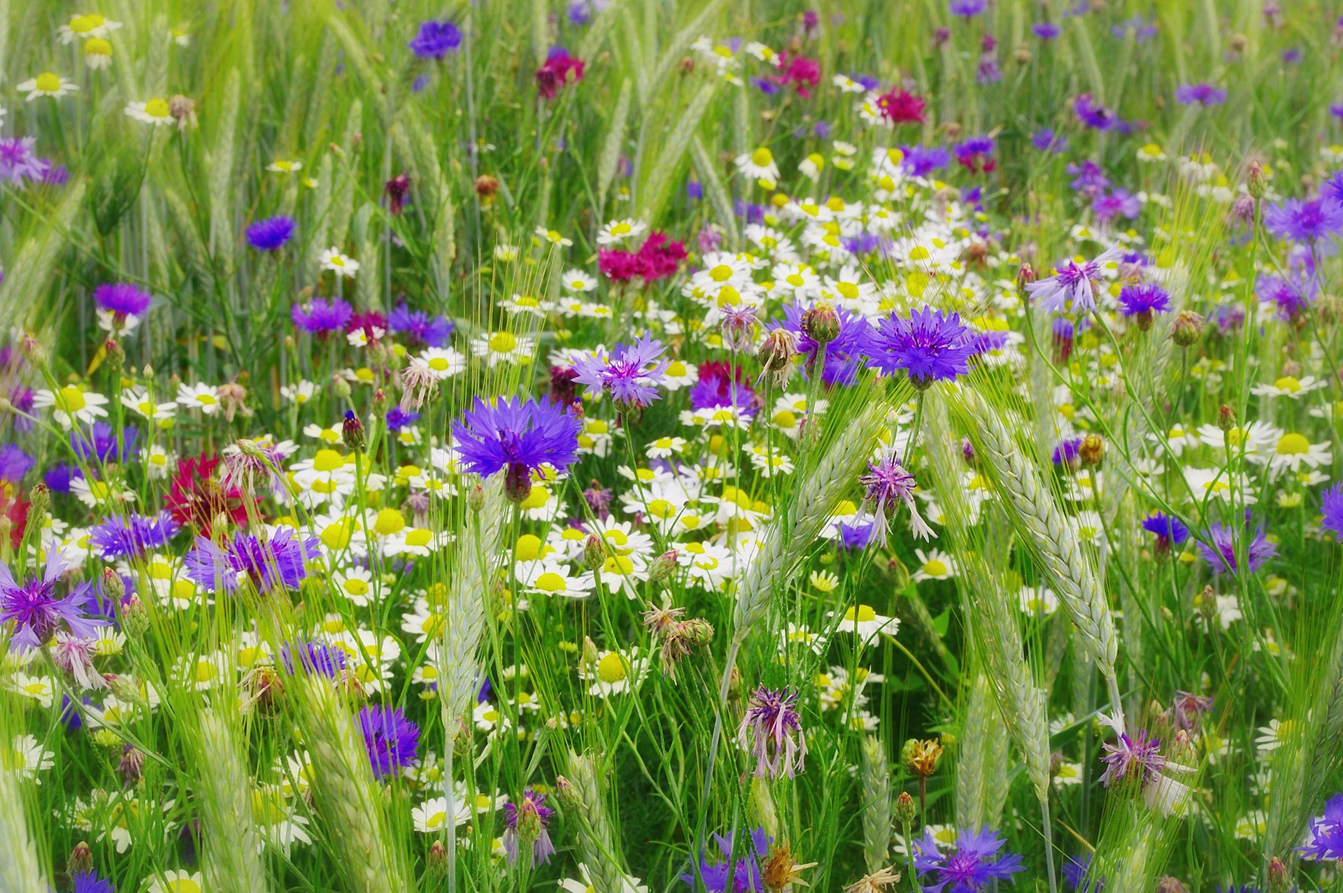 natur sommer wildblumen kornblumen gänseblümchen ährchen