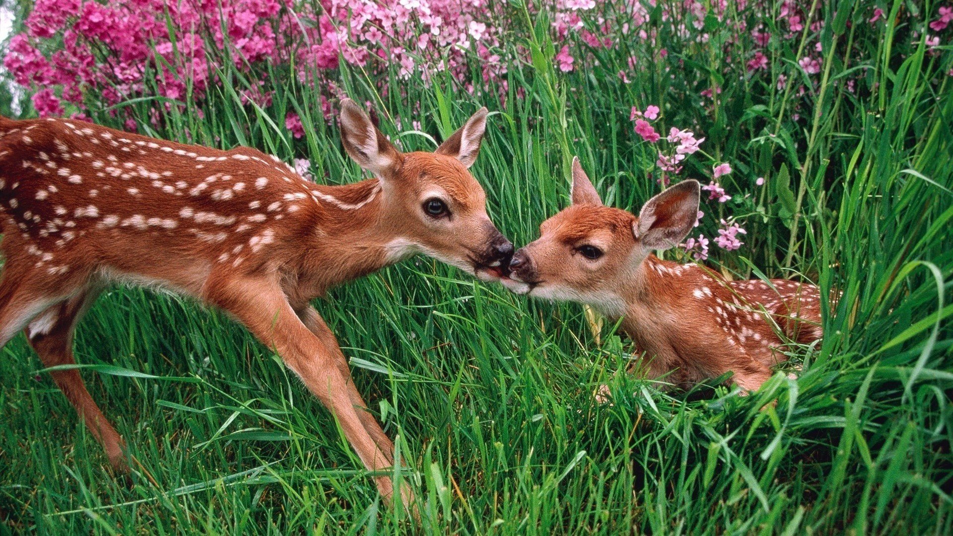 cerbiatti fiori animali foresta erba