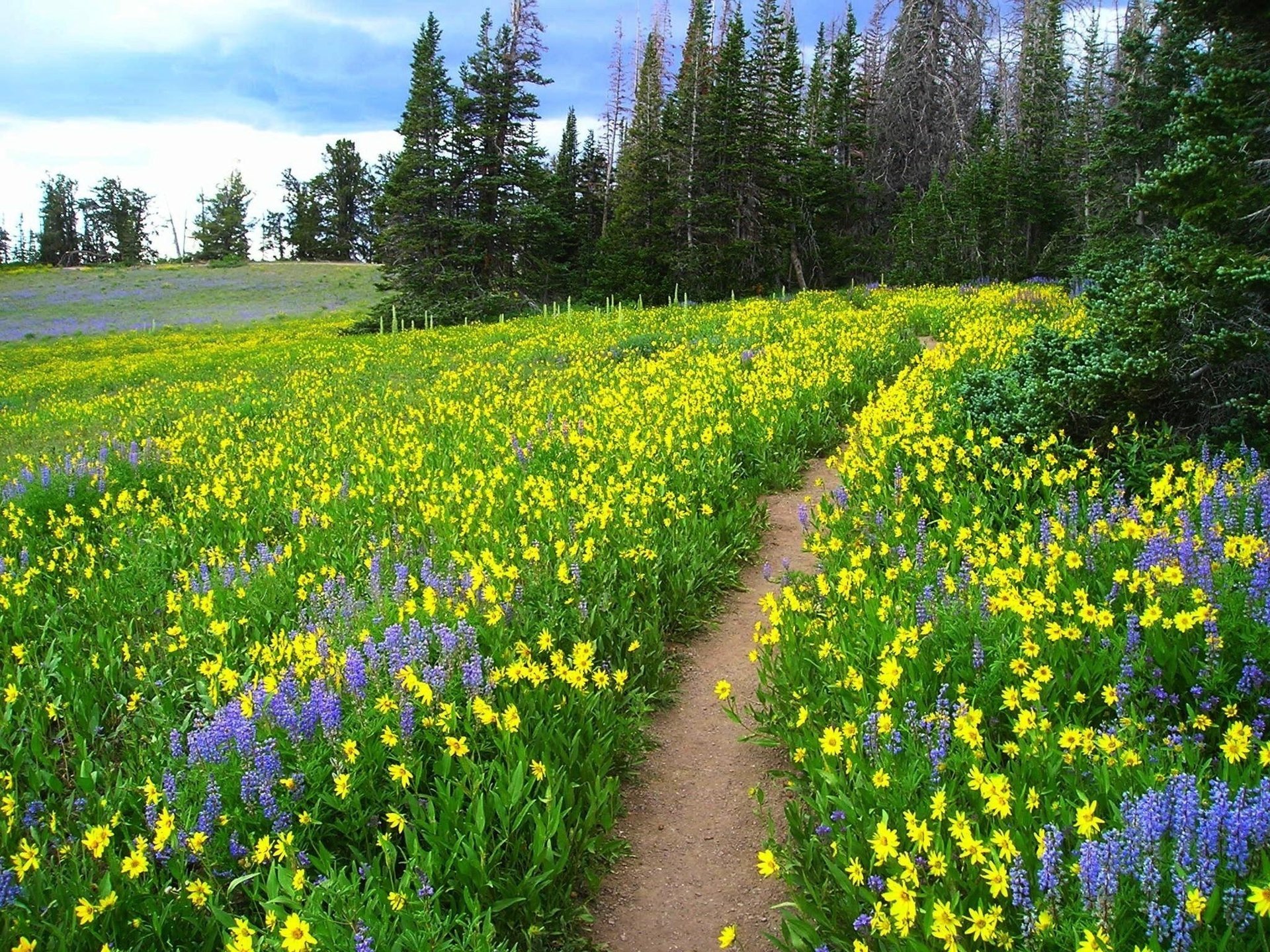 flores bosque hermoso sendero