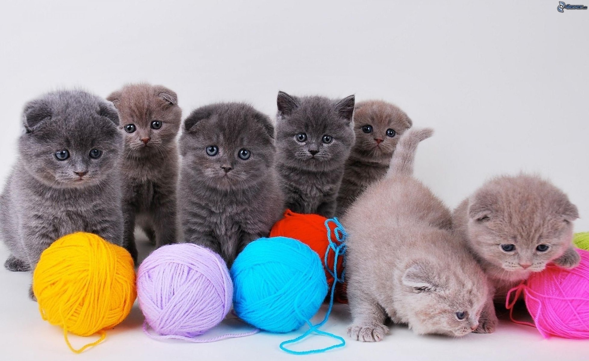 posa gattini bambini sfondo bianco gatto bello britannico